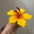 Yellow Hibiscus Flower - Large